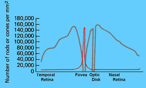Recector Density across retina