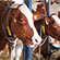 The FDA and the Future<br> of Antibiotics on Farms