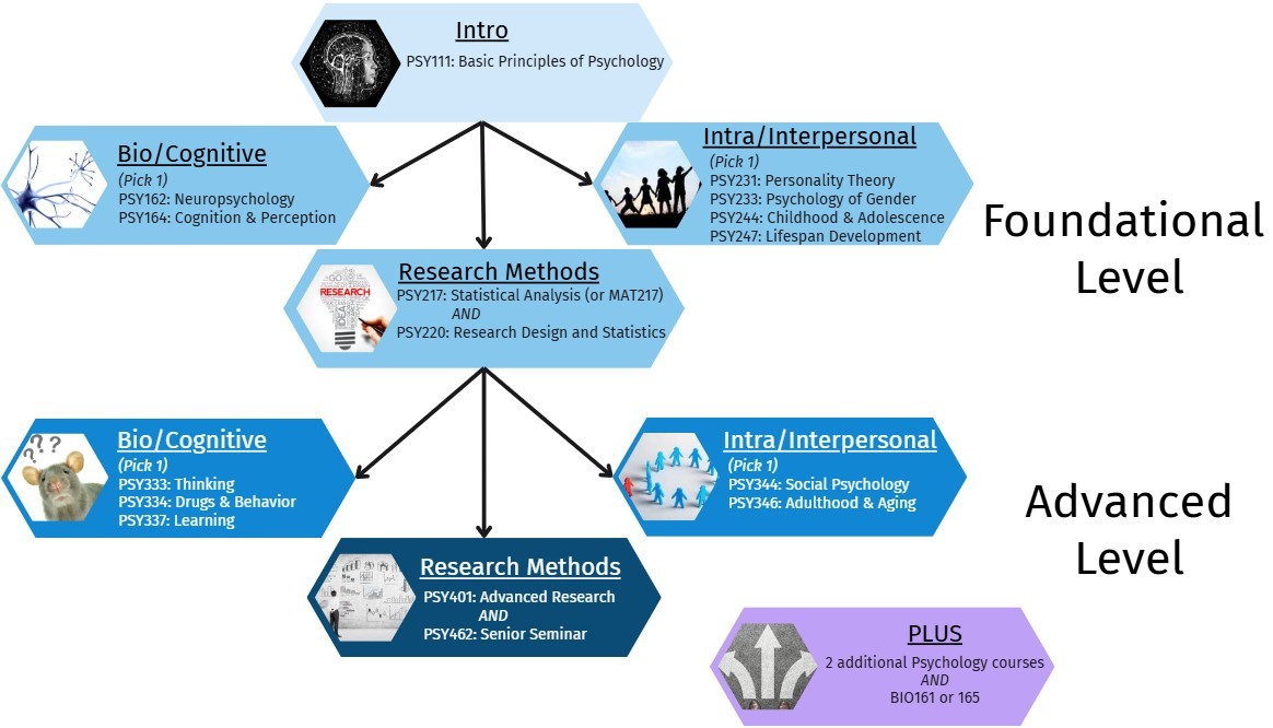 Flow chart depicting the Psychology major requirements